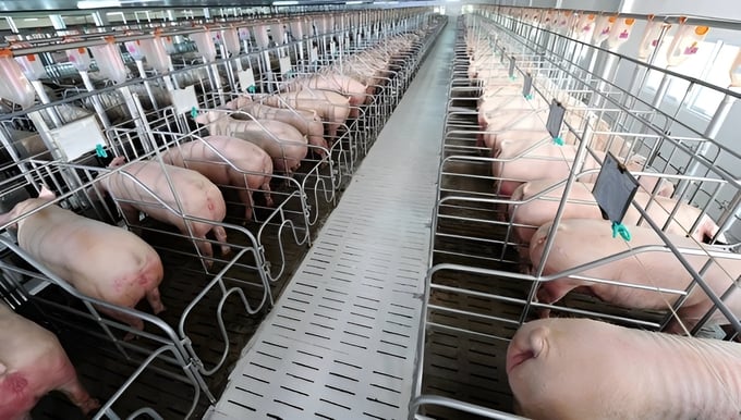  Thanh toán bệnh lở mồm long móng [Bài 7]: Minh bạch khả năng bảo hộ từng loại vacxin