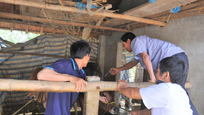  Trên 108.000 con trâu, bò được tiêm vacxin lở mồm long móng