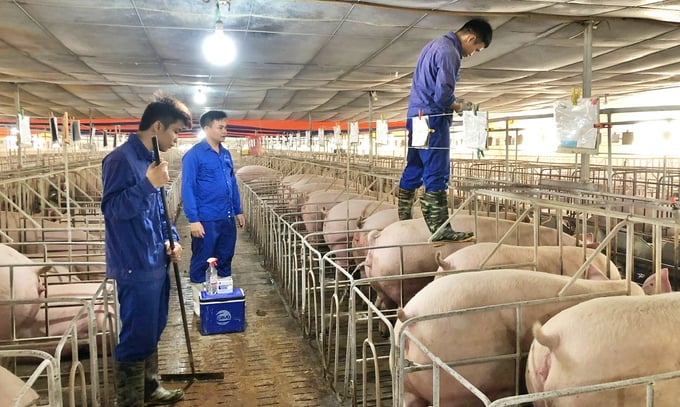 Thanh toán bệnh lở mồm long móng [Bài 6]: Khoanh vùng virus và lựa chọn vacxin tương thích