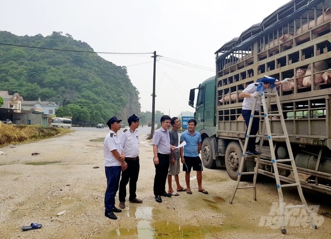  Thanh toán bệnh lở mồm long móng: [Bài 2] Đổi vacxin giúp đảo cục diện