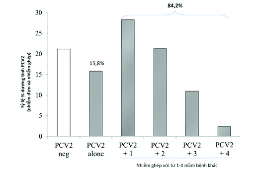 Phòng bệnh do PCV2, vì sao cần vắc xin phù hợp chủng: Bài 2- Tình hình ...